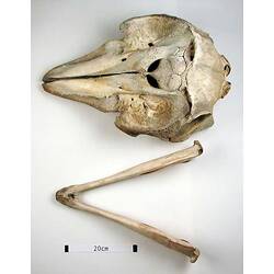 Dolphin lower jaw beside skull, outside surfaces visible.