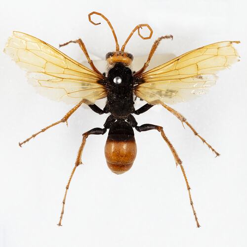 <em>Cryptocheilus bicolor</em>, Spider Hunting Wasp. [HYM 99026]