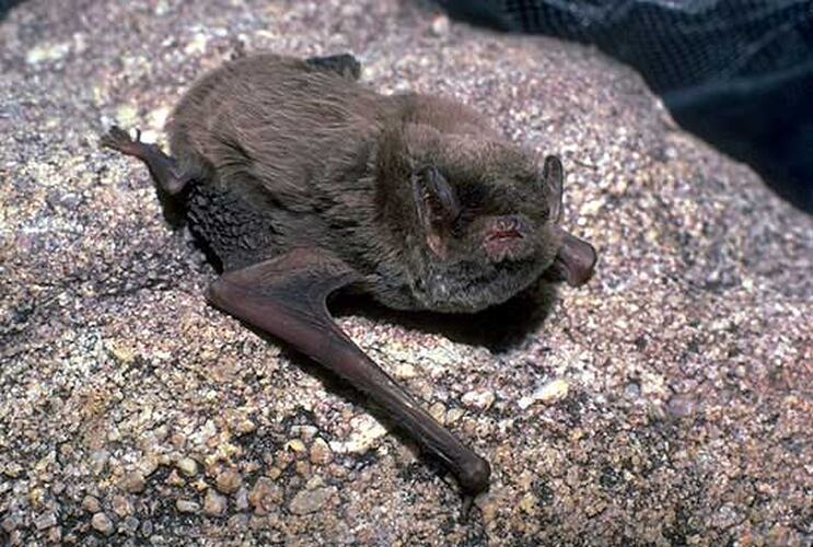 Bat lying on rock.