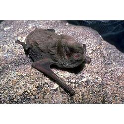 <em>Miniopterus orianae</em>, Australian Bent-wing Bat