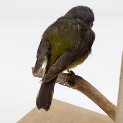 <em>Eopsaltria australis australis</em>, Eastern Yellow Robin. [B 21487]