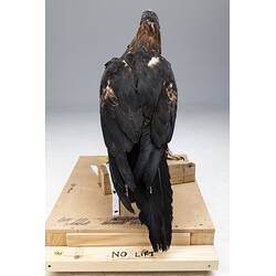 <em>Aquila audax audax</em>, Wedge-tailed Eagle. [B 21635]