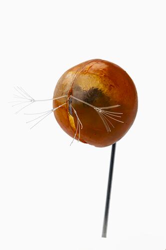 <em>Gigantocypris</em>, seed shrimp, model. [J 71444]