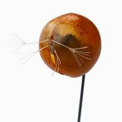 <em>Gigantocypris</em>, seed shrimp, model. [J 71444]
