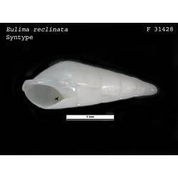 <em>Eulima reclinata</em>, marine snail.  Syntype.  R.F. Geale Collection.  Registration no. F 31428.