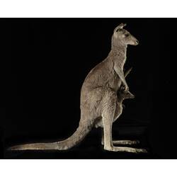 Side view of taxidermied Eastern Grey Kangaroo specimen female with joey in pouch.