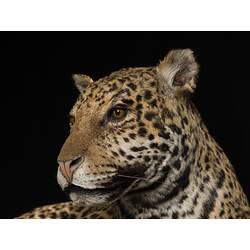 Close up of head of taxidermy jaguar specimen.
