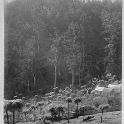 Photograph - Dodd's, by A.J. Campbell, Dandenong Ranges, Victoria, circa 1890