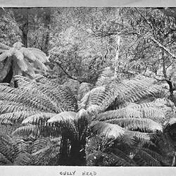 Photograph - by A.J. Campbell, Gully Head, Dandenong Ranges, Victoria, circa 1890