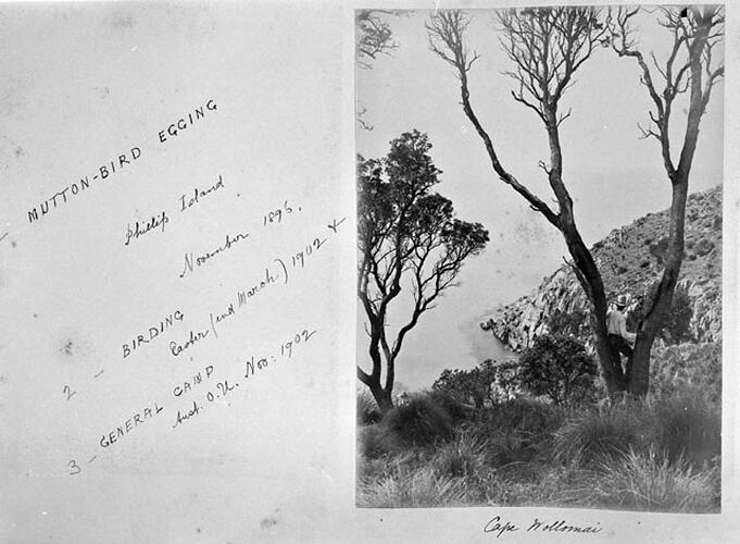 Mutton-bird Egging. Phillip Island.  November 1895,  Cape Wollomai (sic)