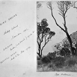 Photograph - 'Cape Wollomai', by A.J. Campbell, Cape Woolamai, Phillip Island, Victoria, Nov 1896