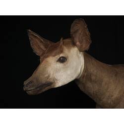 Close up of taxidermy Okapi specimen's head.