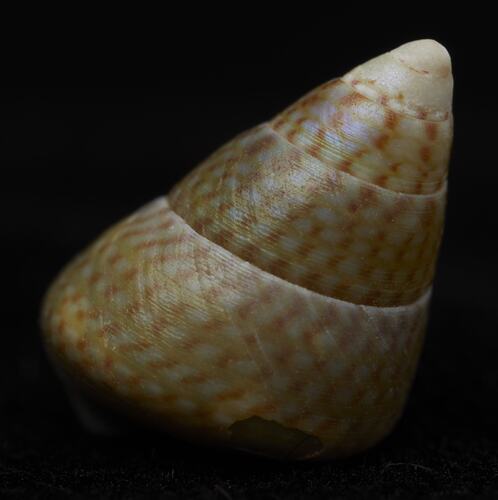 <em>Phasianotrochus irisodontes</em>, snail. [F 85432]