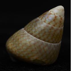<em>Phasianotrochus irisodontes</em>, snail. [F 85432]