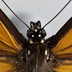 <em>Danaus plexippus</em>, Monarch. [LEP 42017]