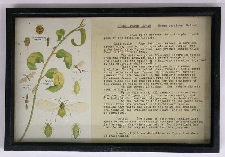 Botanical Specimen Display - Green Peach Aphis