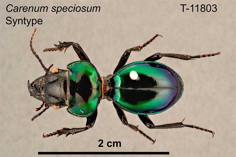 Beetle specimen, dorsal view.