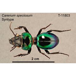 Beetle specimen, dorsal view.