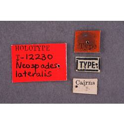 Entomology type specimen labels.