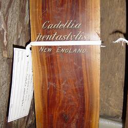 Timber sample, plank of wood with label attached.