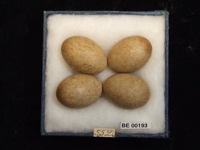 Four bird eggs with specimen labels in box.