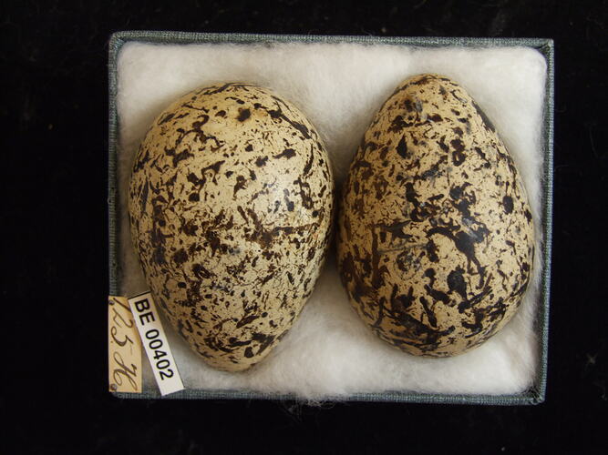Two bird eggs with specimen labels in box.