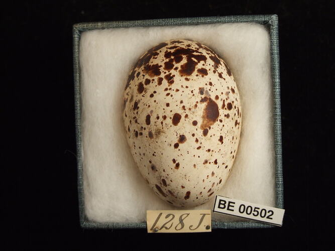 Bird egg with specimen labels in box.