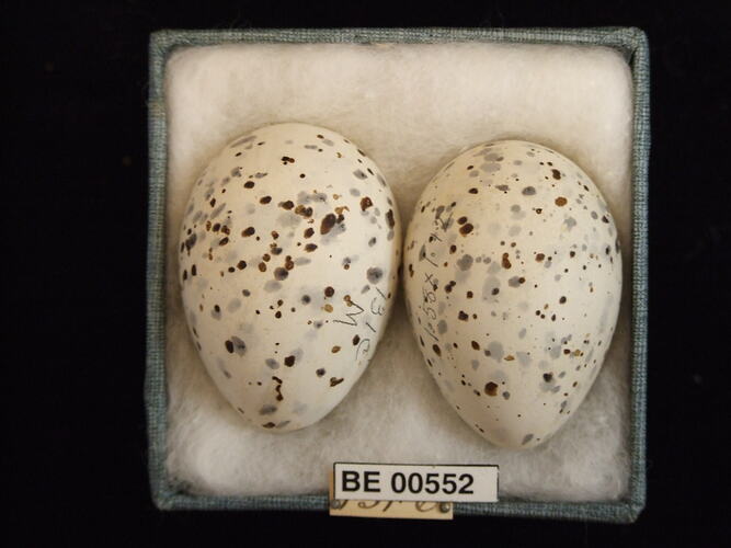 Two bird eggs with specimen labels in box.