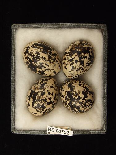 Four bird eggs with specimen labels in box.