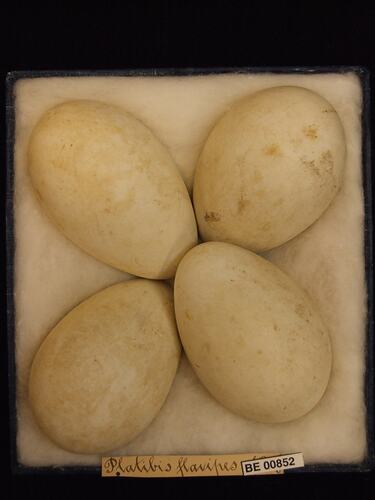 Four bird eggs with specimen labels in box.