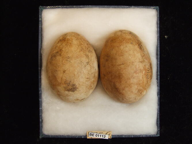 Two bird eggs with specimen labels in box.