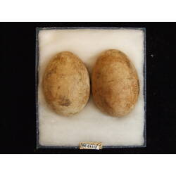 <em>Icthyophaga leucogaster</em>