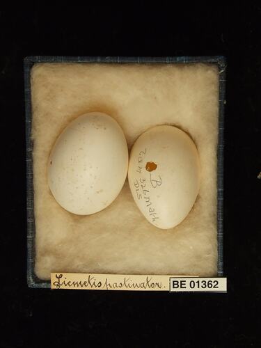 Two bird eggs in box with specimen labels.