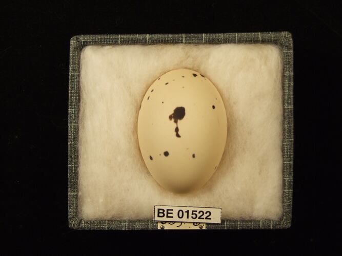 Bird egg with specimen labels in box.