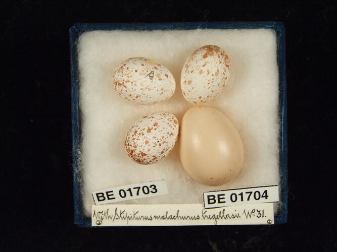Four bird eggs with specimen labels in box.