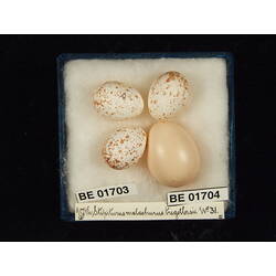 <em>Cuculus pallidus</em>