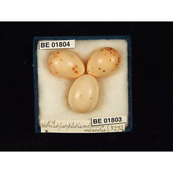 <em>Cuculus pallidus</em>