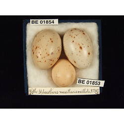 <em>Cuculus pallidus</em>