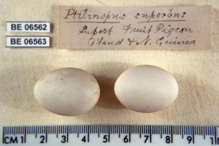 Two bird eggs with specimen labels beside ruler.