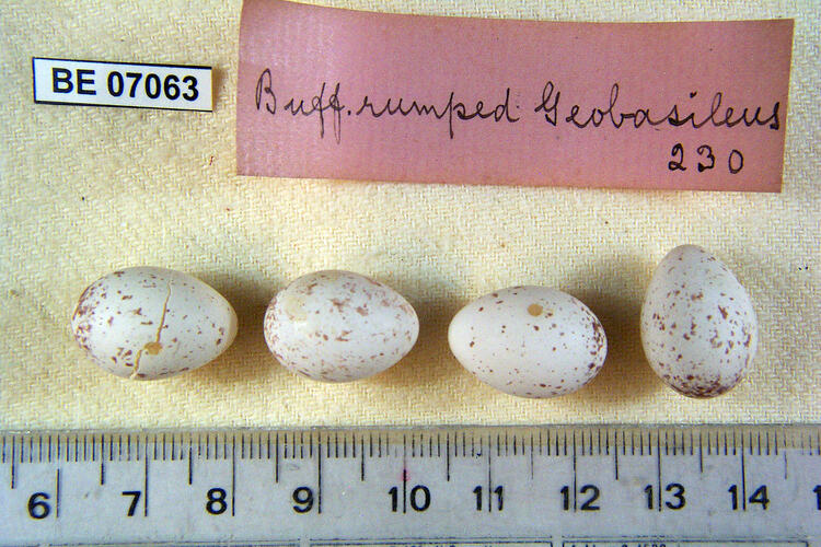 Four bird eggs and specimen labels beside ruler.