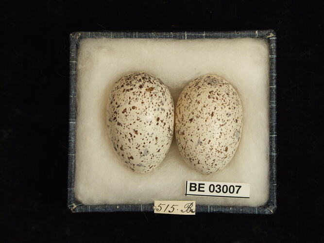 Two bird eggs in box with labels.