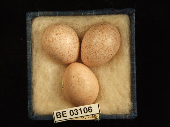 Three bird eggs in box with labels.
