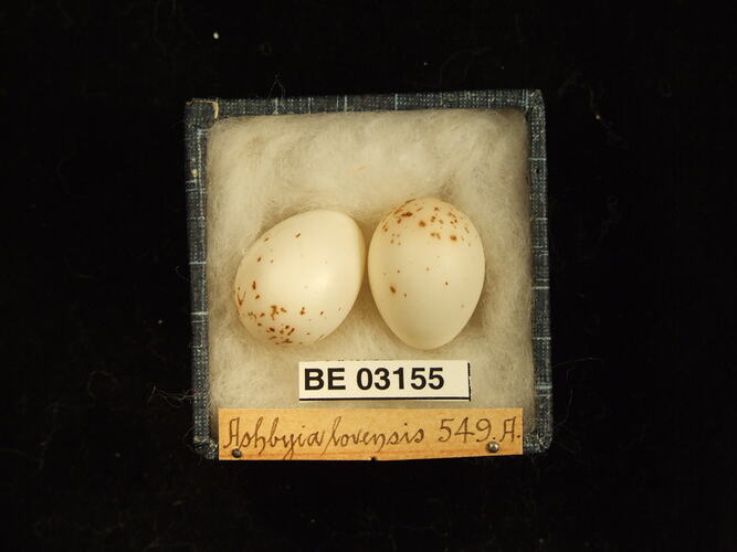 Two bird eggs in box with labels.