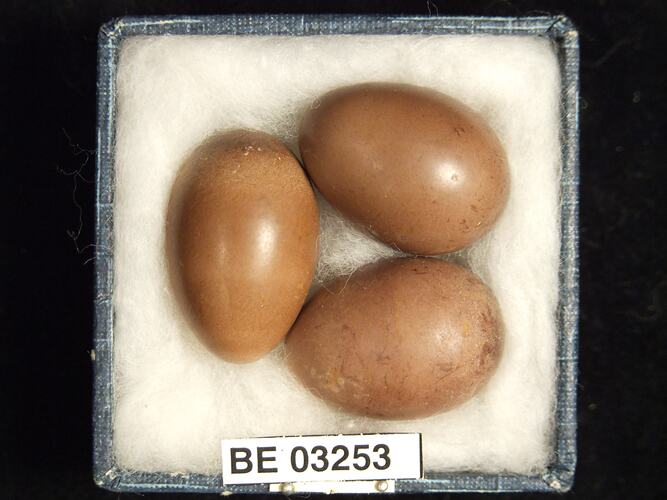 Three bird eggs in box with labels.