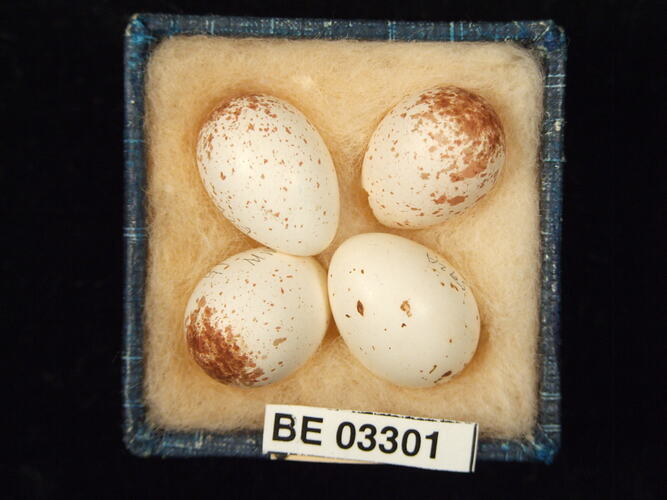 Four bird eggs in box with labels.