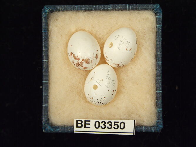 Three bird eggs in box with labels.