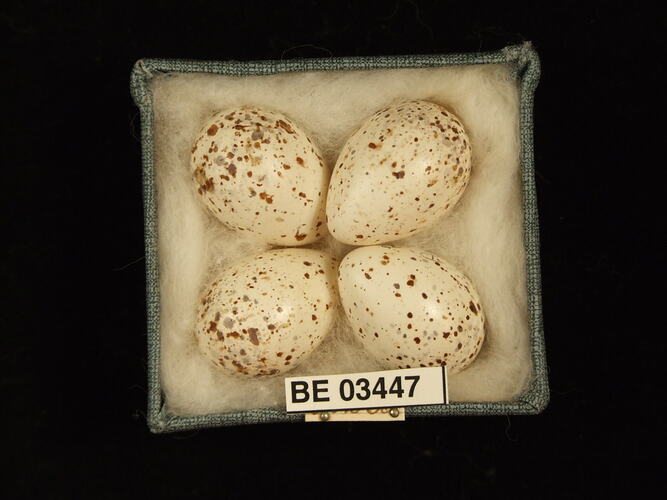 Four bird eggs in box with specimen labels.