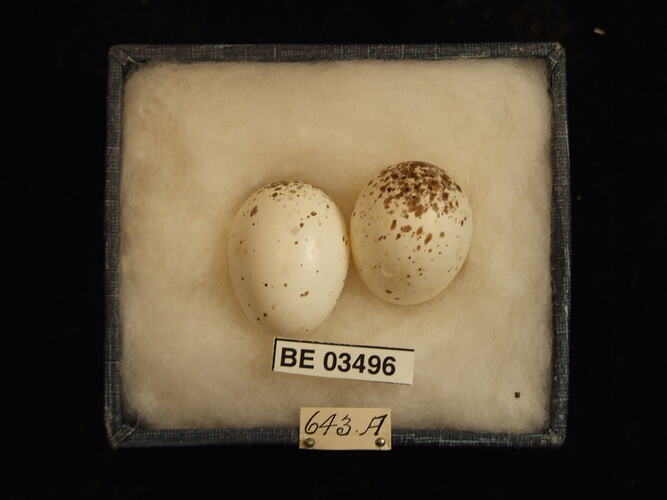 Two bird eggs in box with specimen labels.