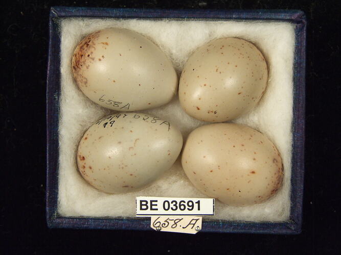 Four bird eggs in box with specimen labels.