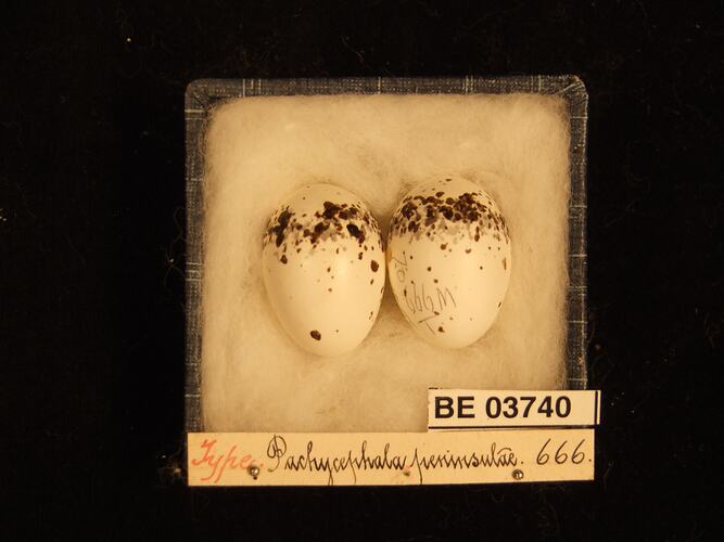 Two bird eggs in box with specimen labels.